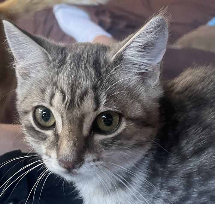 Photo of Owlette