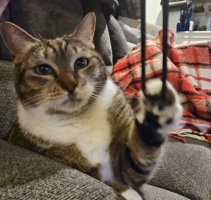 Photo of Peanut