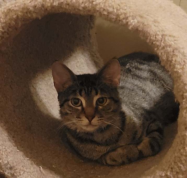 Photo of Rebel