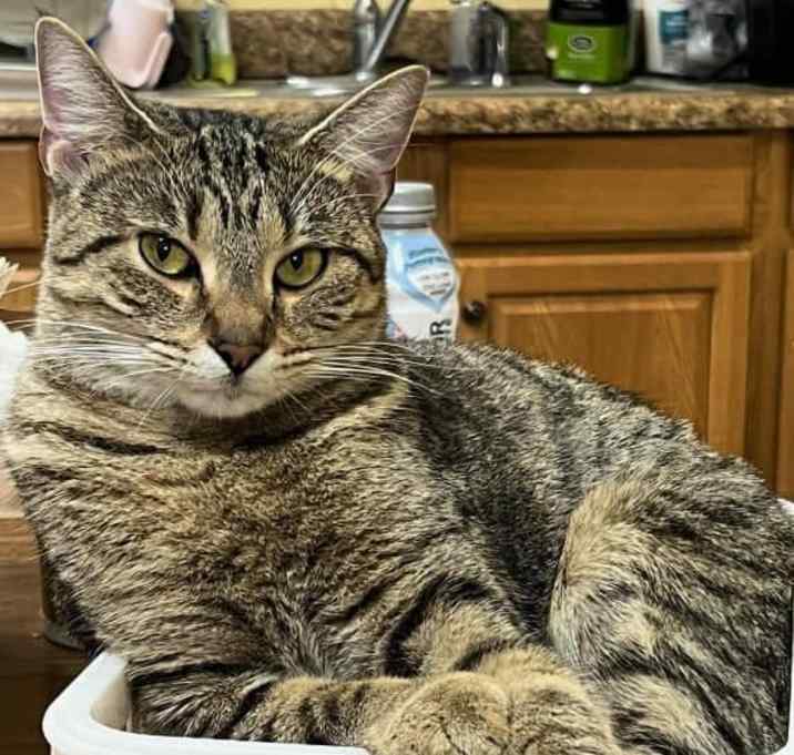 Photo of Nutmeg