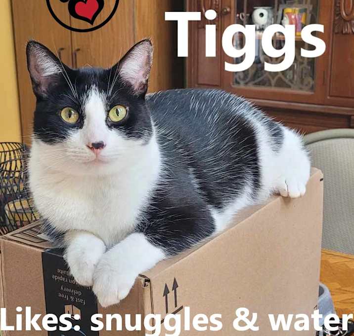 Photo of Tiggs