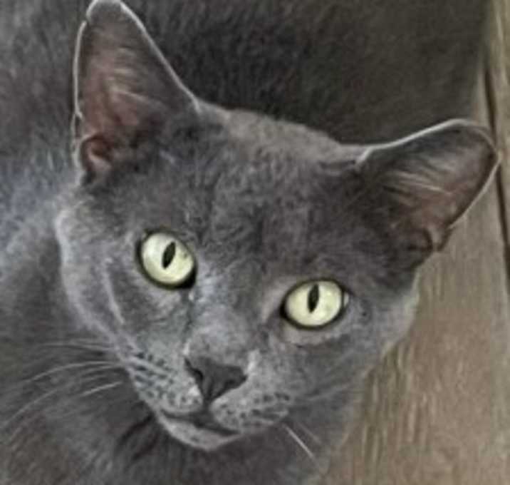 Photo of Little Grey - Beautiful Boy
