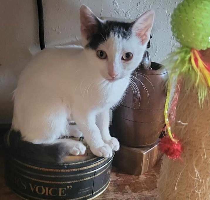 Photo of Tulip