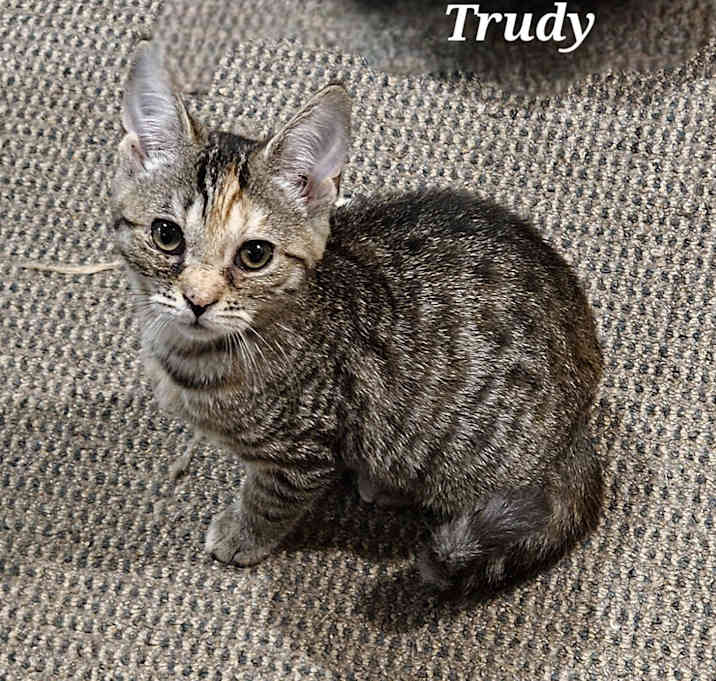Photo of Trudy