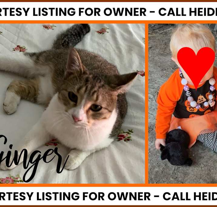 Photo of Ginger-COURTESY LISTING