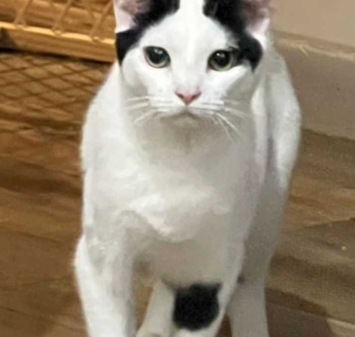 Photo of Domino