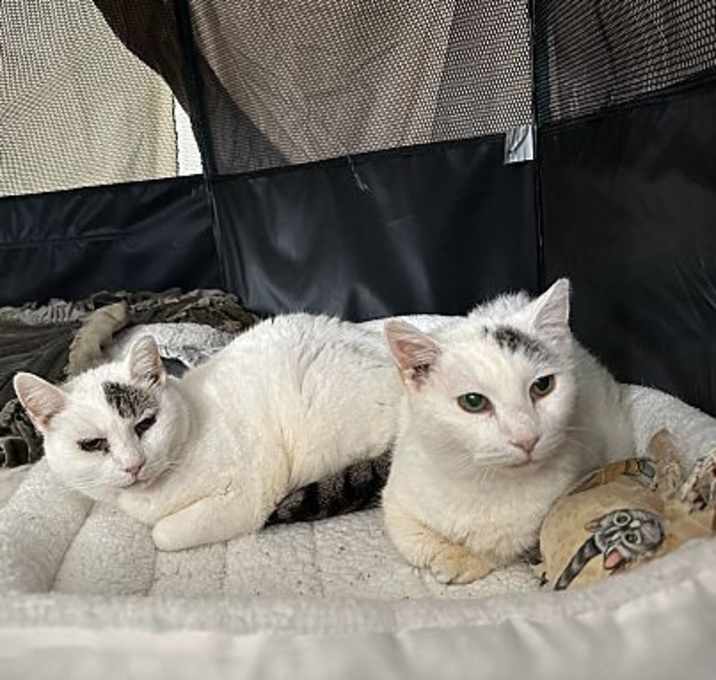 Photo of Sweet Caroline + Georgy