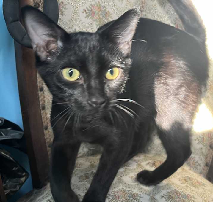 Photo of Salem