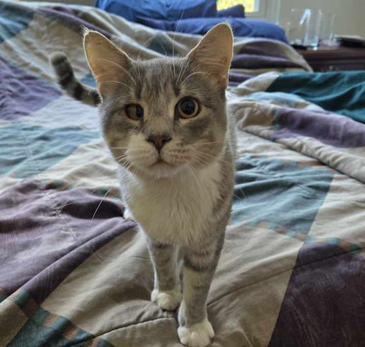 Photo of Cosmo