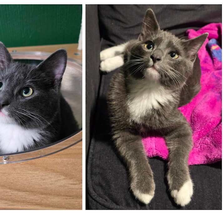 Photo of Hiccup