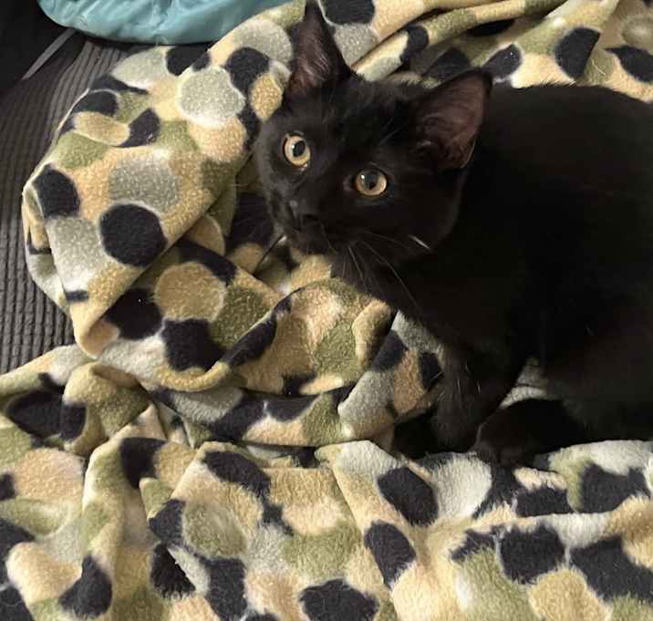 Photo of Toothless