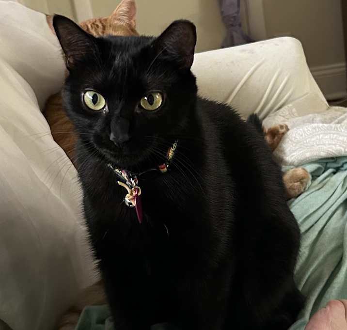 Photo of SHADOW