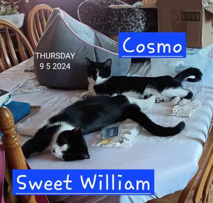 Photo of Sweet William