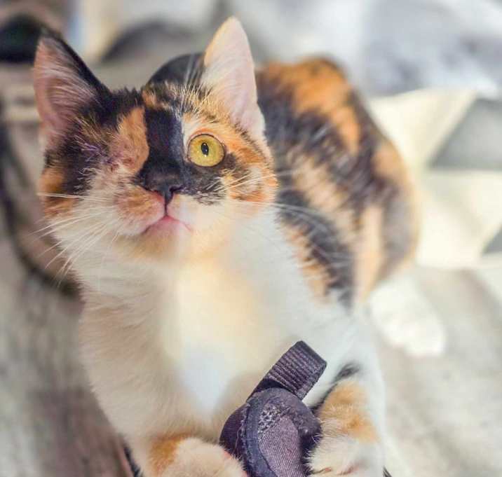 Photo of Savvy