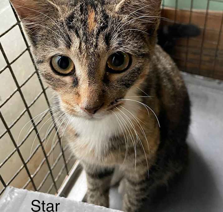 Photo of Star