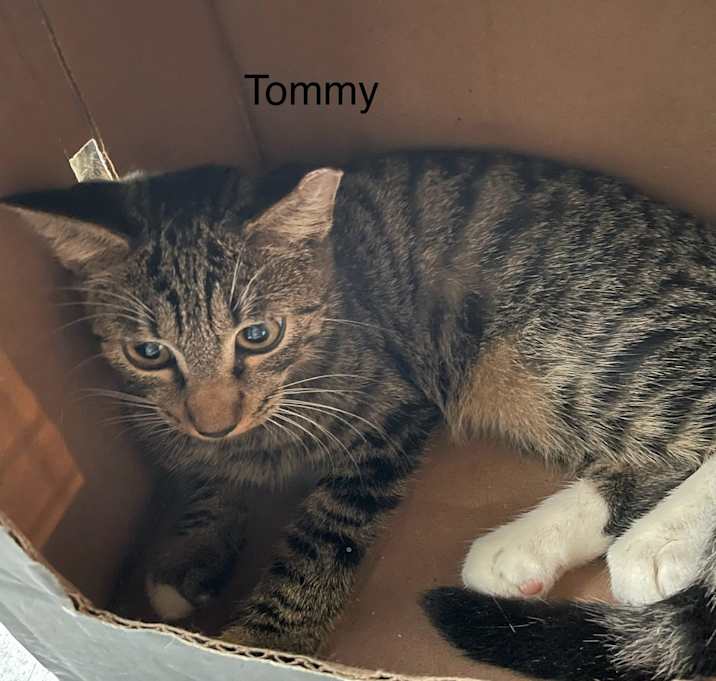 Photo of Tommy