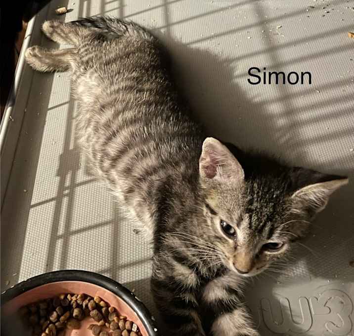 Photo of Simon