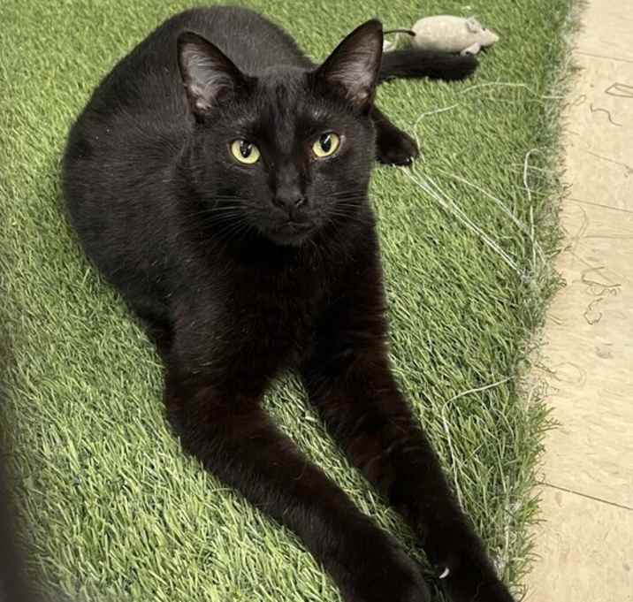 Photo of neo