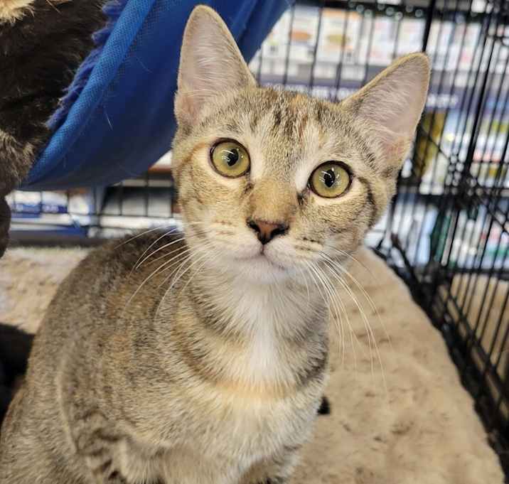 Photo of Tulip