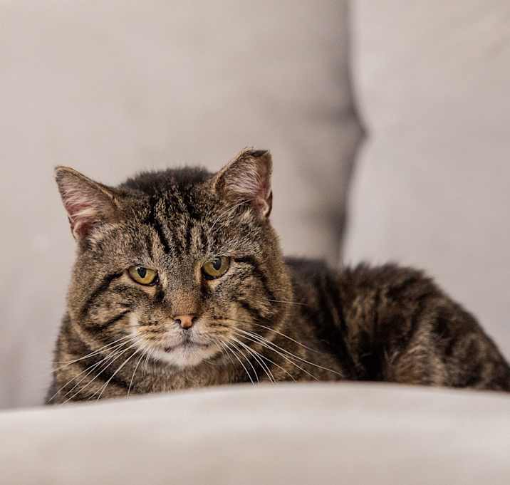 Photo of Lord Sweet Cheeks aka The Lord