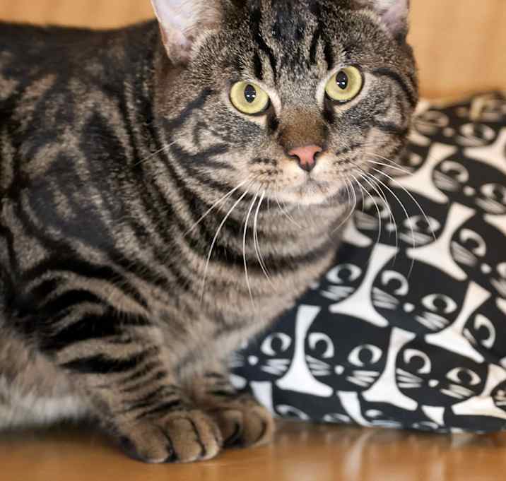 Photo of Oscar