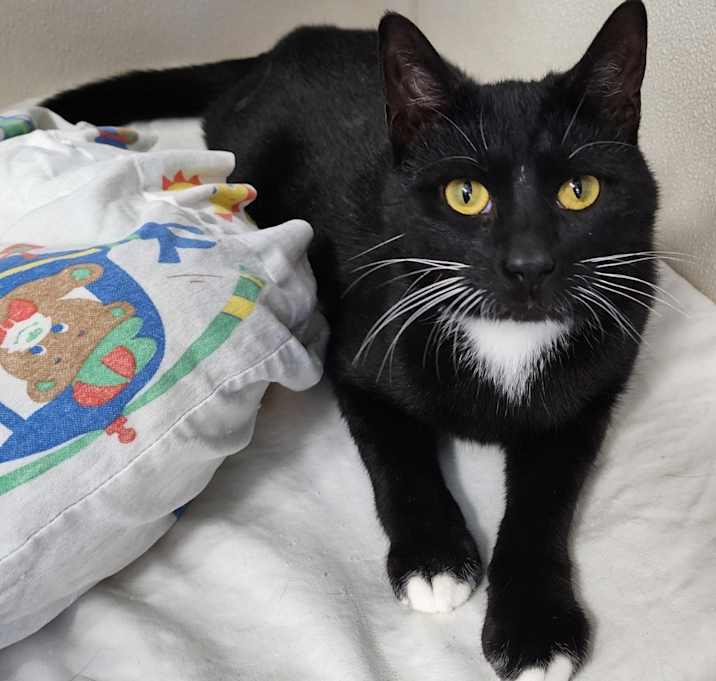 Photo of Whiskers