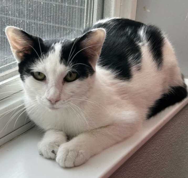 Photo of Humbug