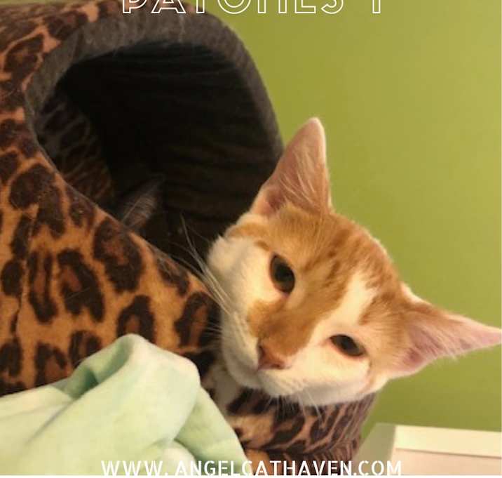 Photo of Patches 1