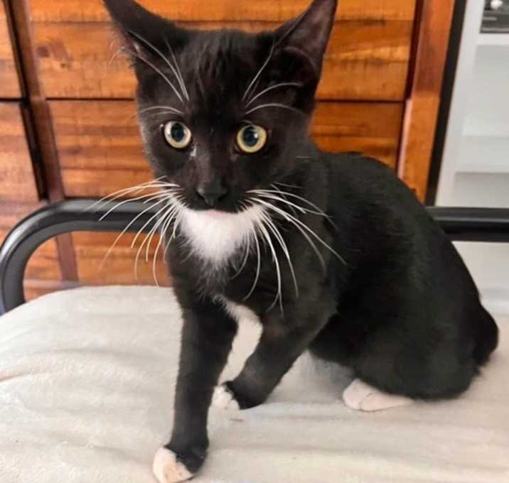 Photo of Truman (bonded with Cassidy)