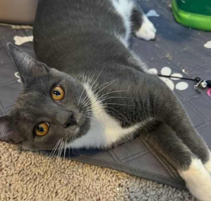 Photo of Cream Puff