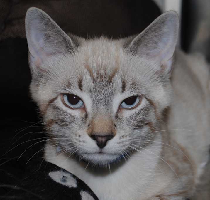 Photo of Wolfie