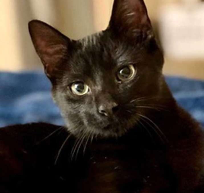 Photo of KITTEN TONY