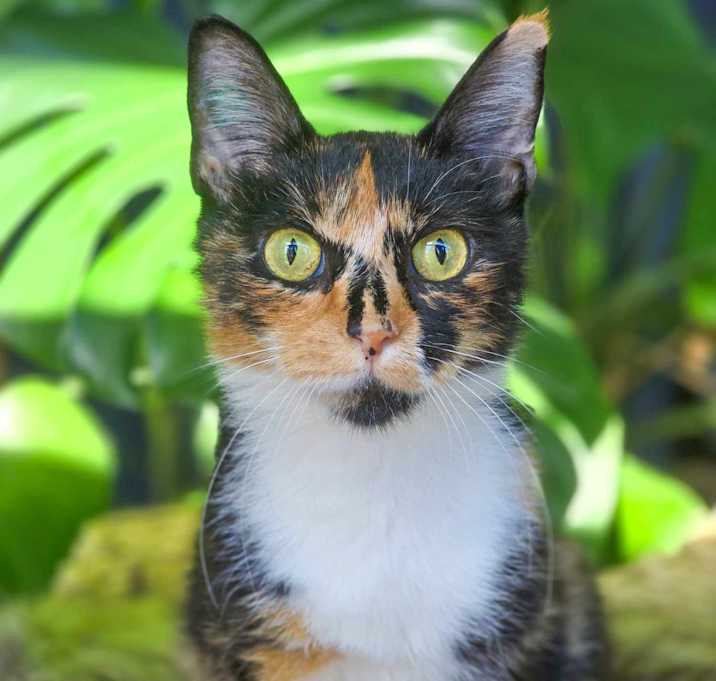 Photo of Olive