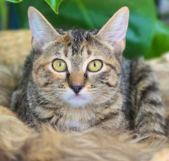 Photo of Beldi