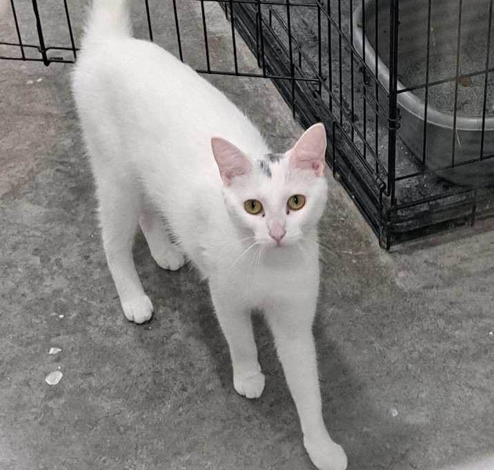 Photo of Lyric