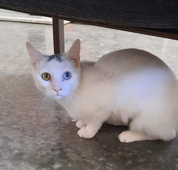 Photo of Luna