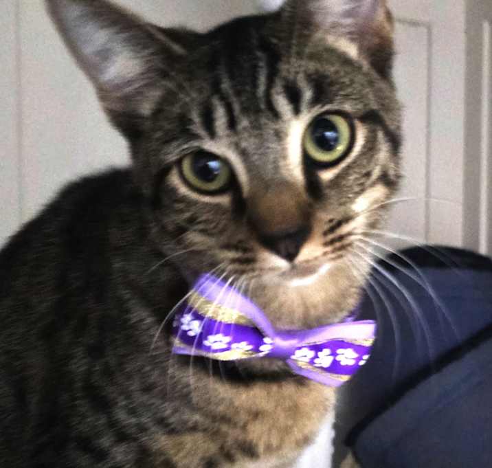 Photo of Fudge Stripes