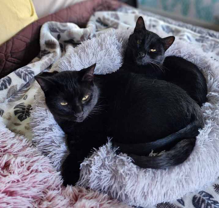 Photo of Emi & Kalea [Foster Needed]