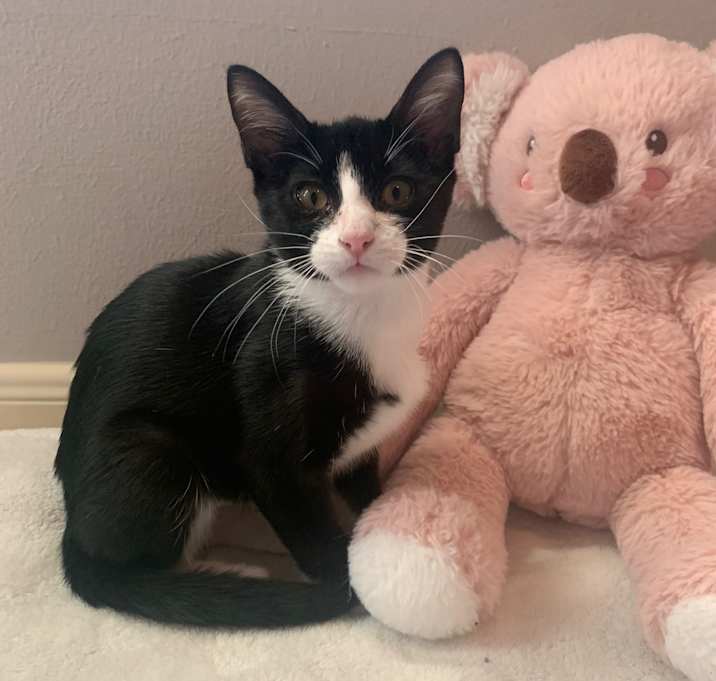 Photo of Jazzy Juliet - Sweet Tuxedo