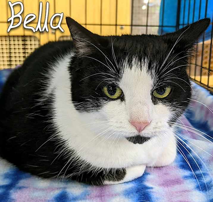 Photo of Bella
