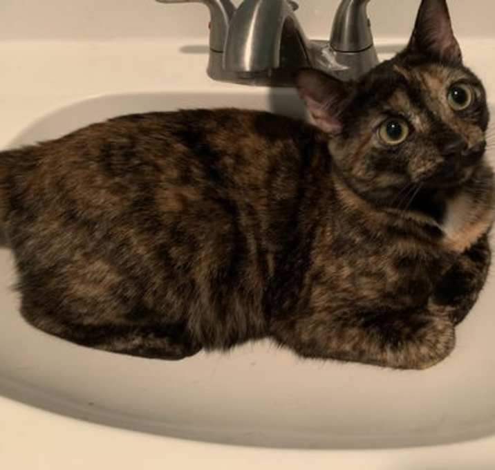 Photo of Henrietta