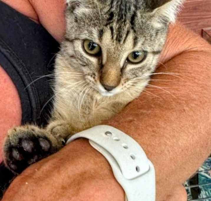 Photo of Scrappy