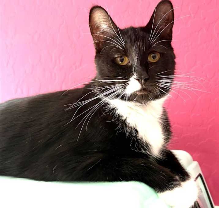 Photo of Stevie - Shannon's Litter
