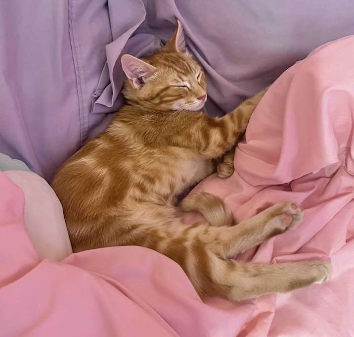 Photo of Toby & Lucy (lauren-foster)
