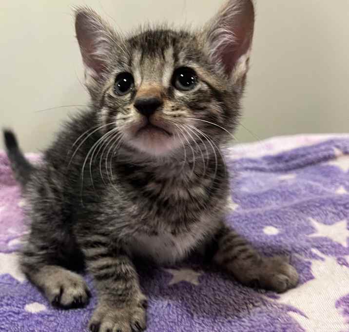 Photo of Tabby Babies