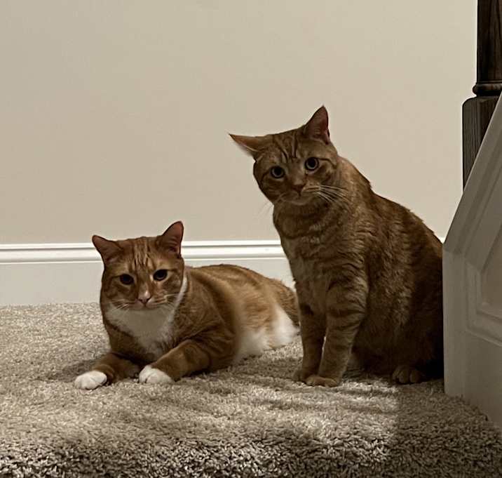 Photo of Calvin and Hobbes