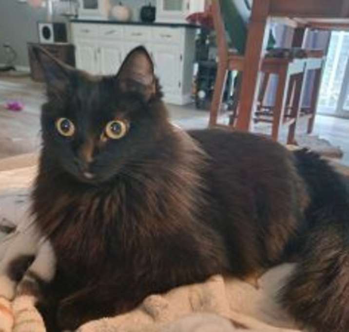Photo of Koyo