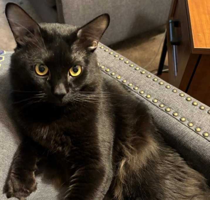 Photo of Jinx