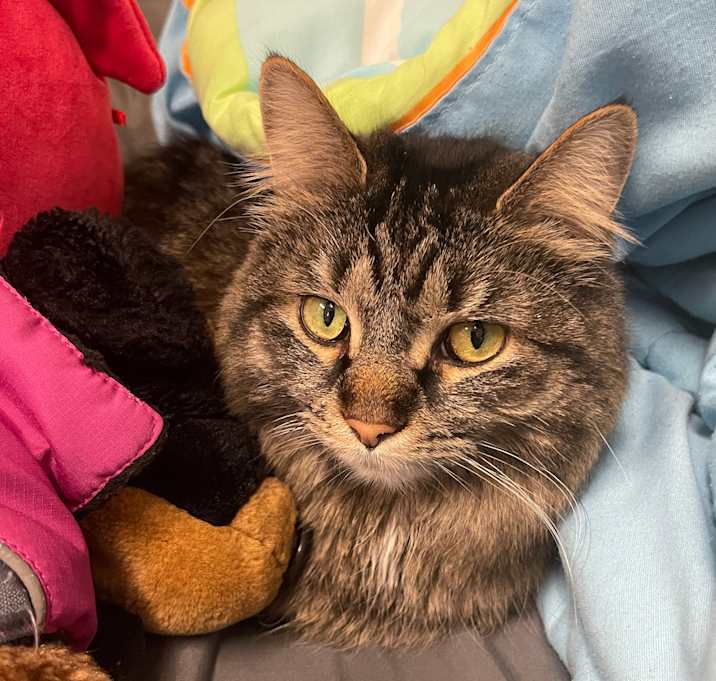 Photo of Gypsy