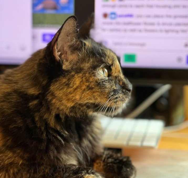 Photo of Hannah [Permanent Foster]